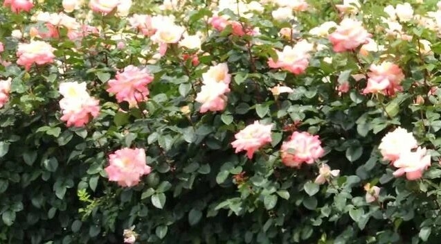 Роза Летиция Каста