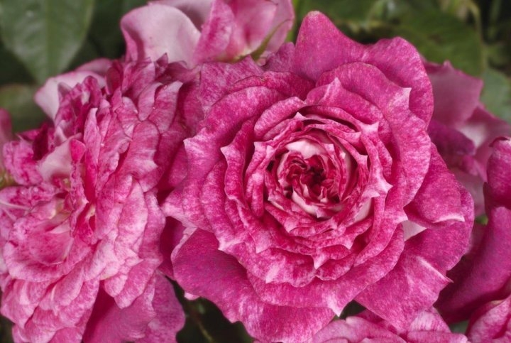 Роза Летс Селебрейт 2