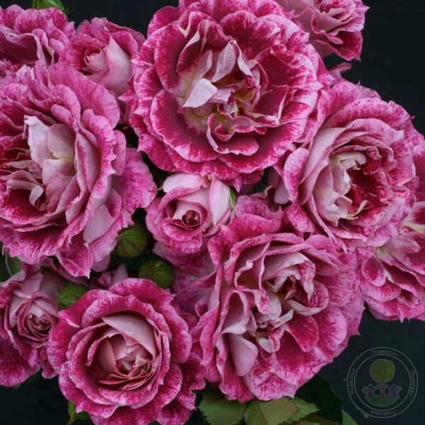 Роза Летс Селебрейт 3