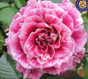 Роза Летс Селебрейт