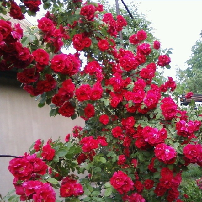 Роза Лев Толстой 2