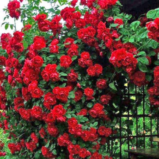 Роза Лев Толстой 3