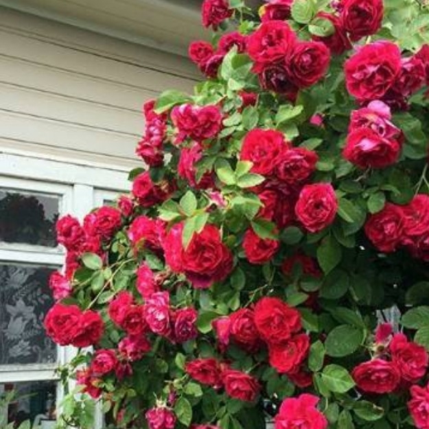 Роза Лев Толстой 4