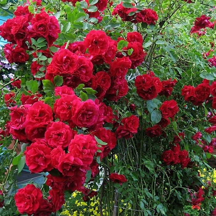 Роза Лев Толстой 5