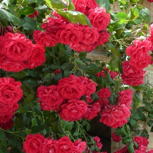 Роза Лев Толстой