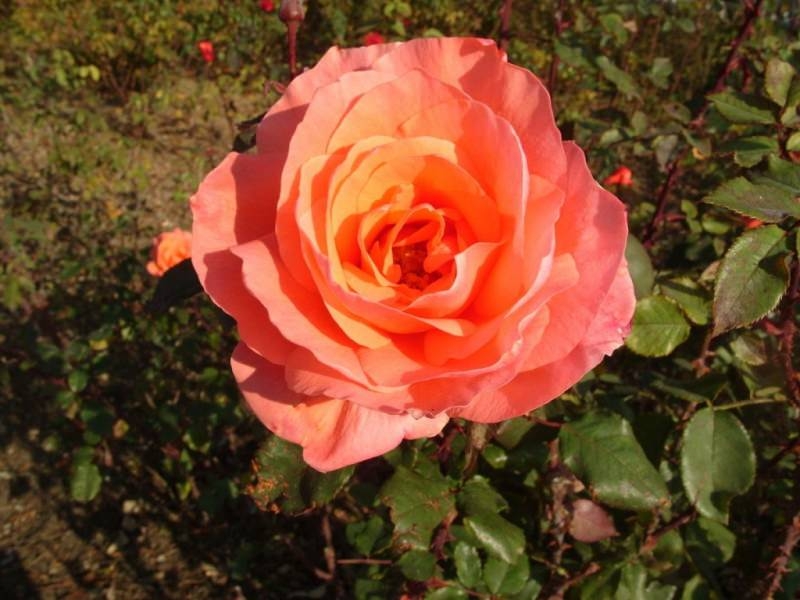 Роза Лезгинка 3