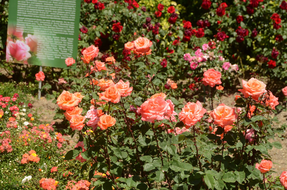 Роза Лезгинка 4