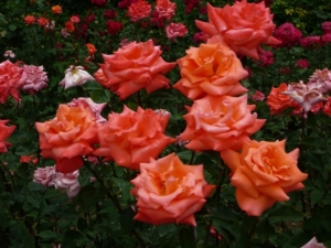 Роза Лезгинка