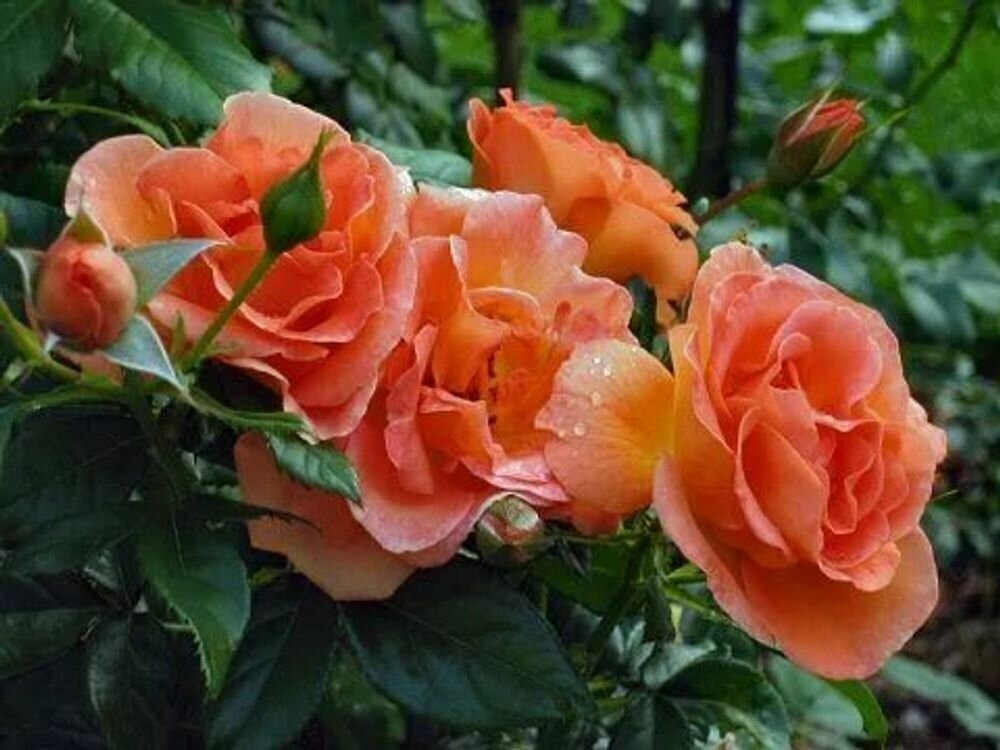 Роза Лиана 2