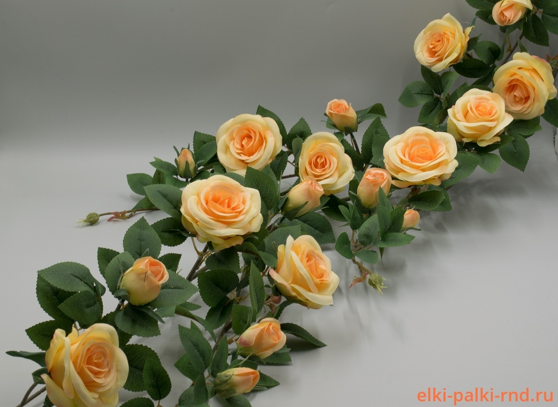 Роза Лиана 3