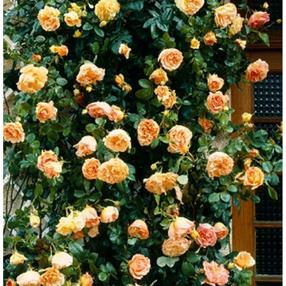 Роза Лиана 4