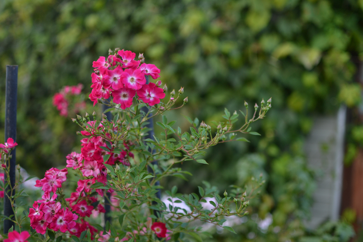 Роза Либертас 2