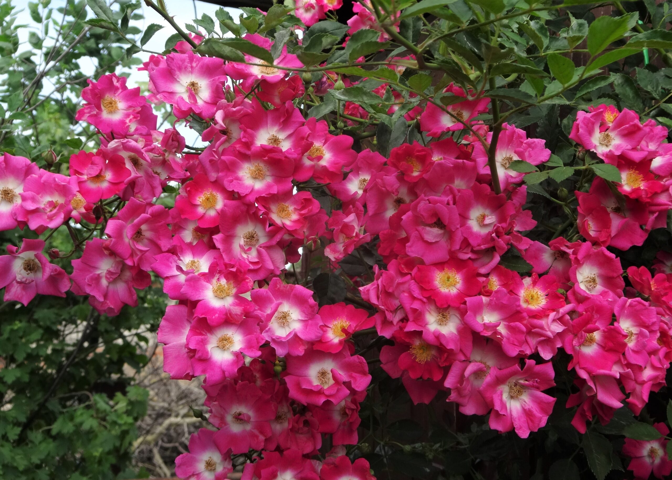 Роза Либертас 3