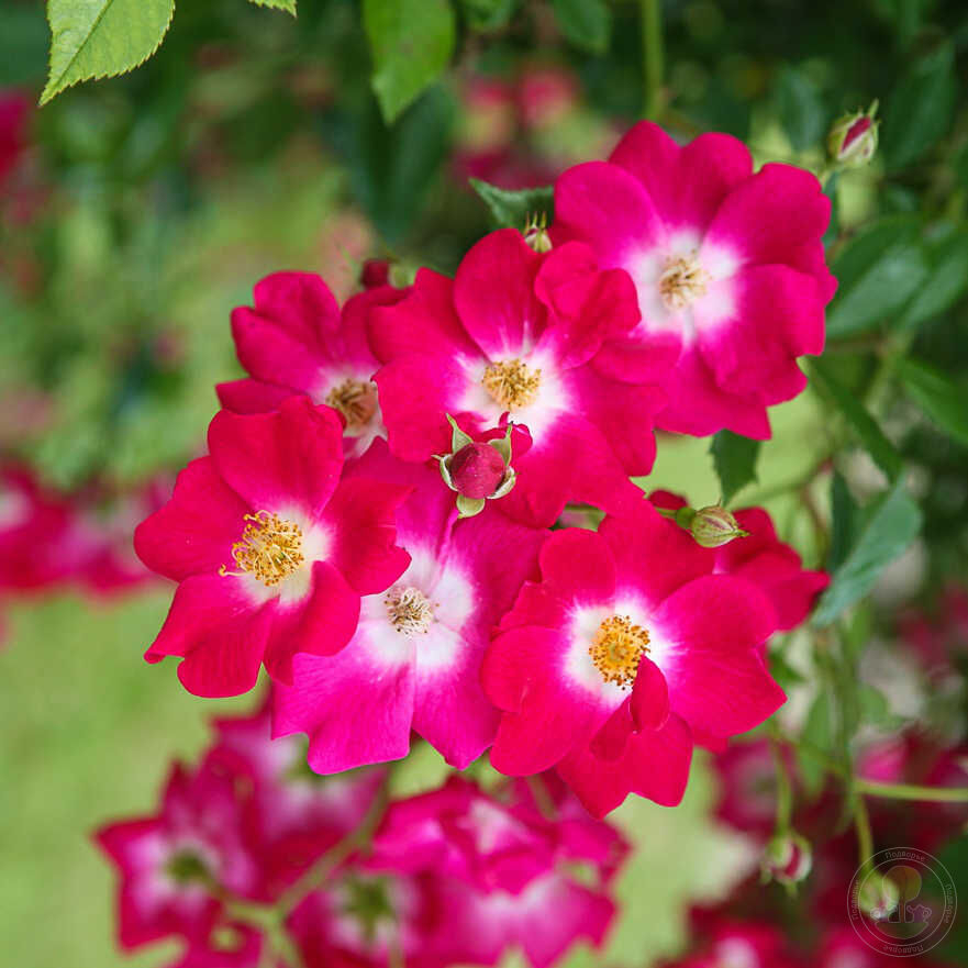 Роза Либертас 4