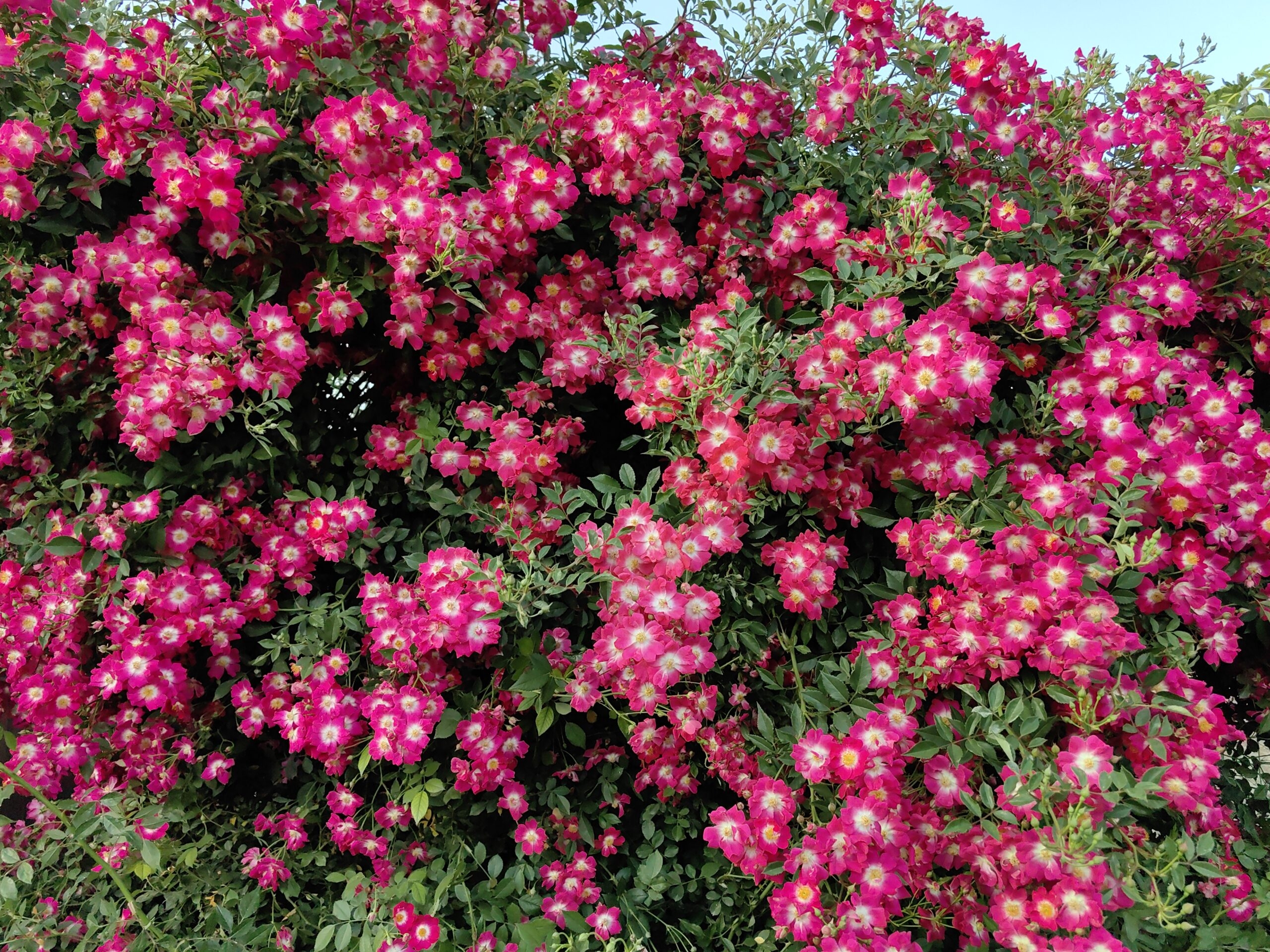 Роза Либертас 5