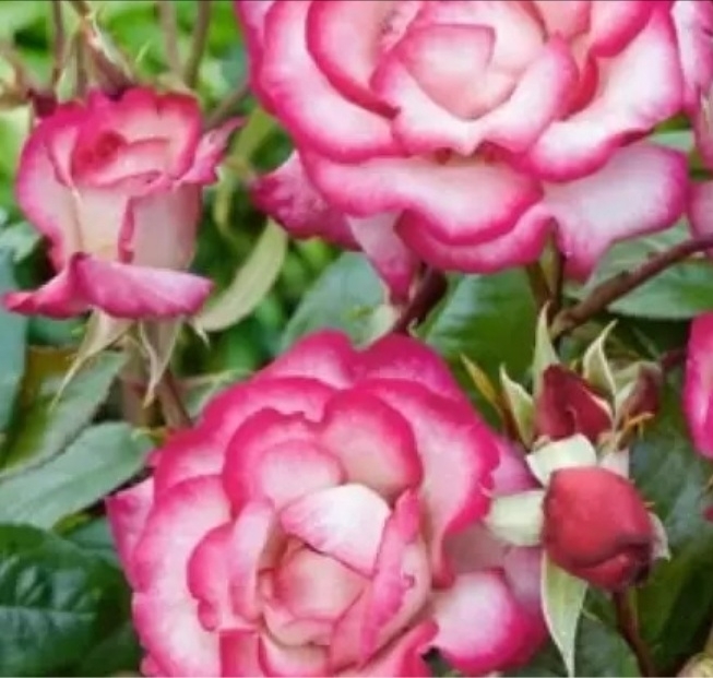 Роза Либретто 2