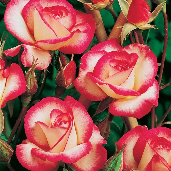 Роза Либретто 3