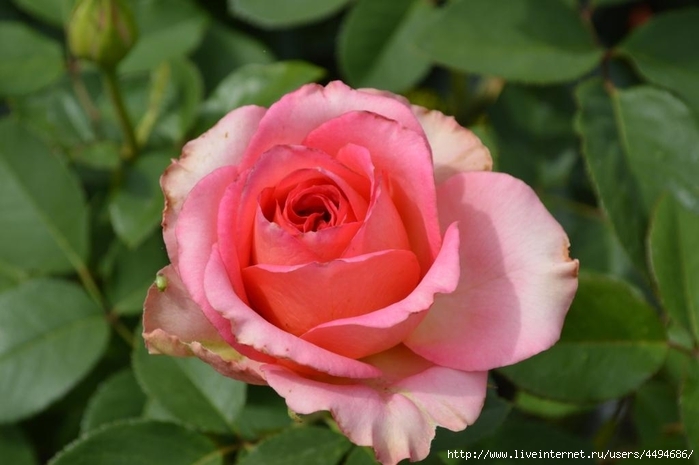 Роза Либретто 4