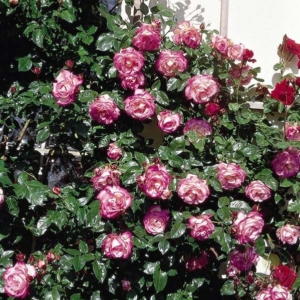 Роза Либретто