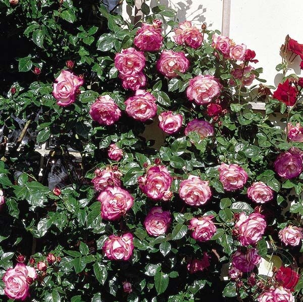 Роза Либретто