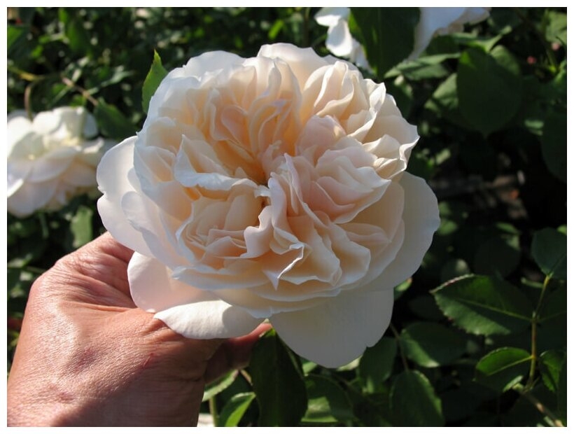 Роза Личфилд Энджел 2