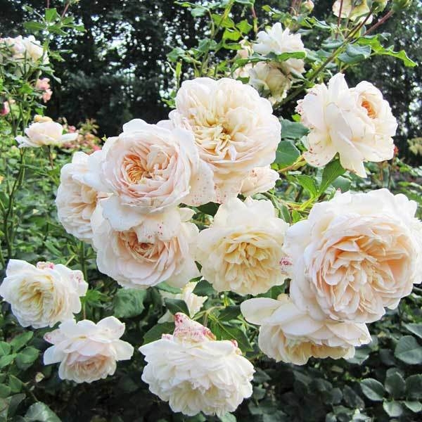 Роза Личфилд Энджел 3