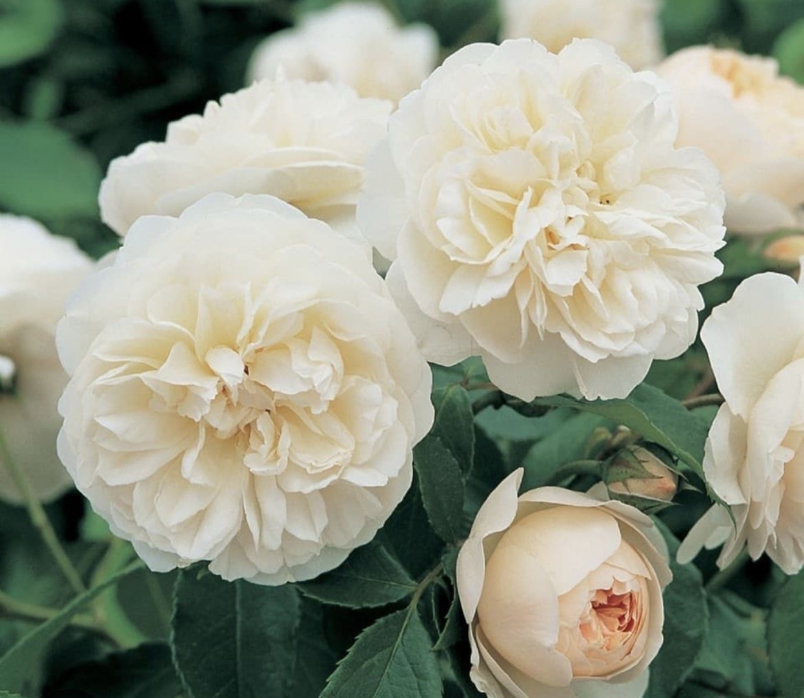 Роза Личфилд Энджел 4