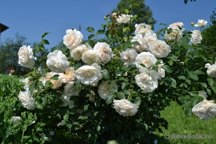 Роза Личфилд Энджел 5