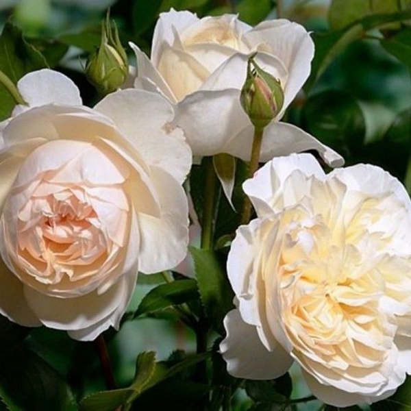 Роза Личфилд Энджел 6