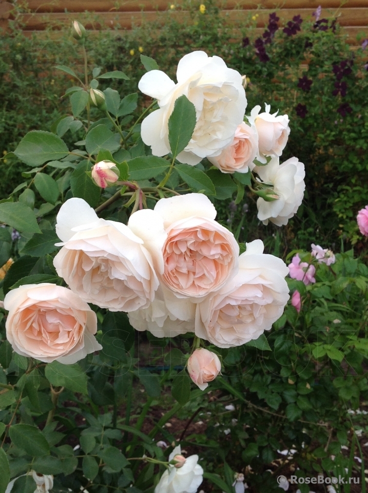 Роза Личфилд Энджел 7