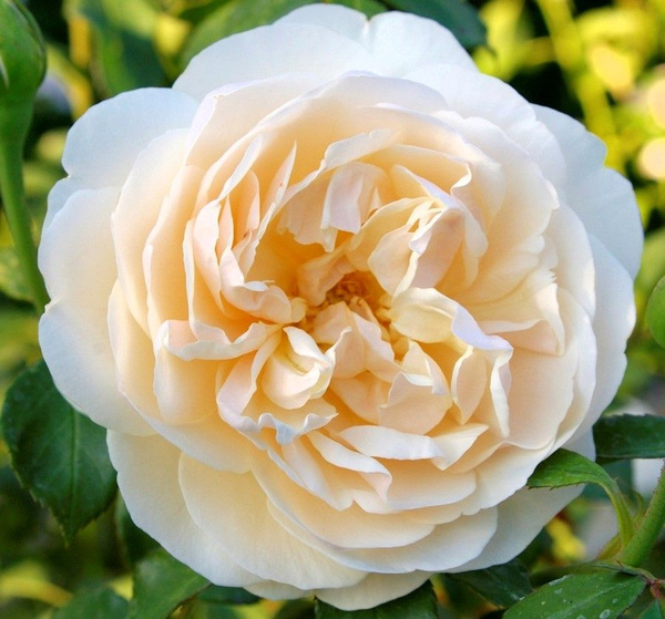 Роза Личфилд Энджел