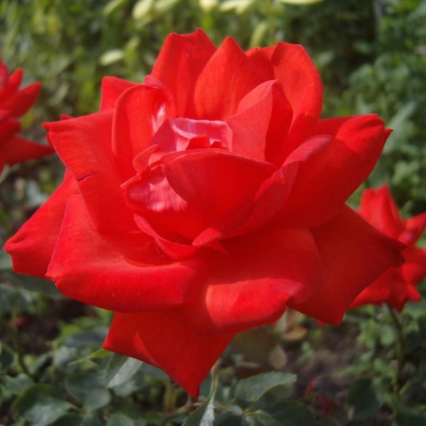 Роза Лидка 3