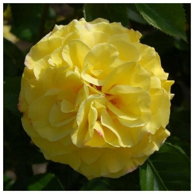 Роза Лихткенигин Лючия 2