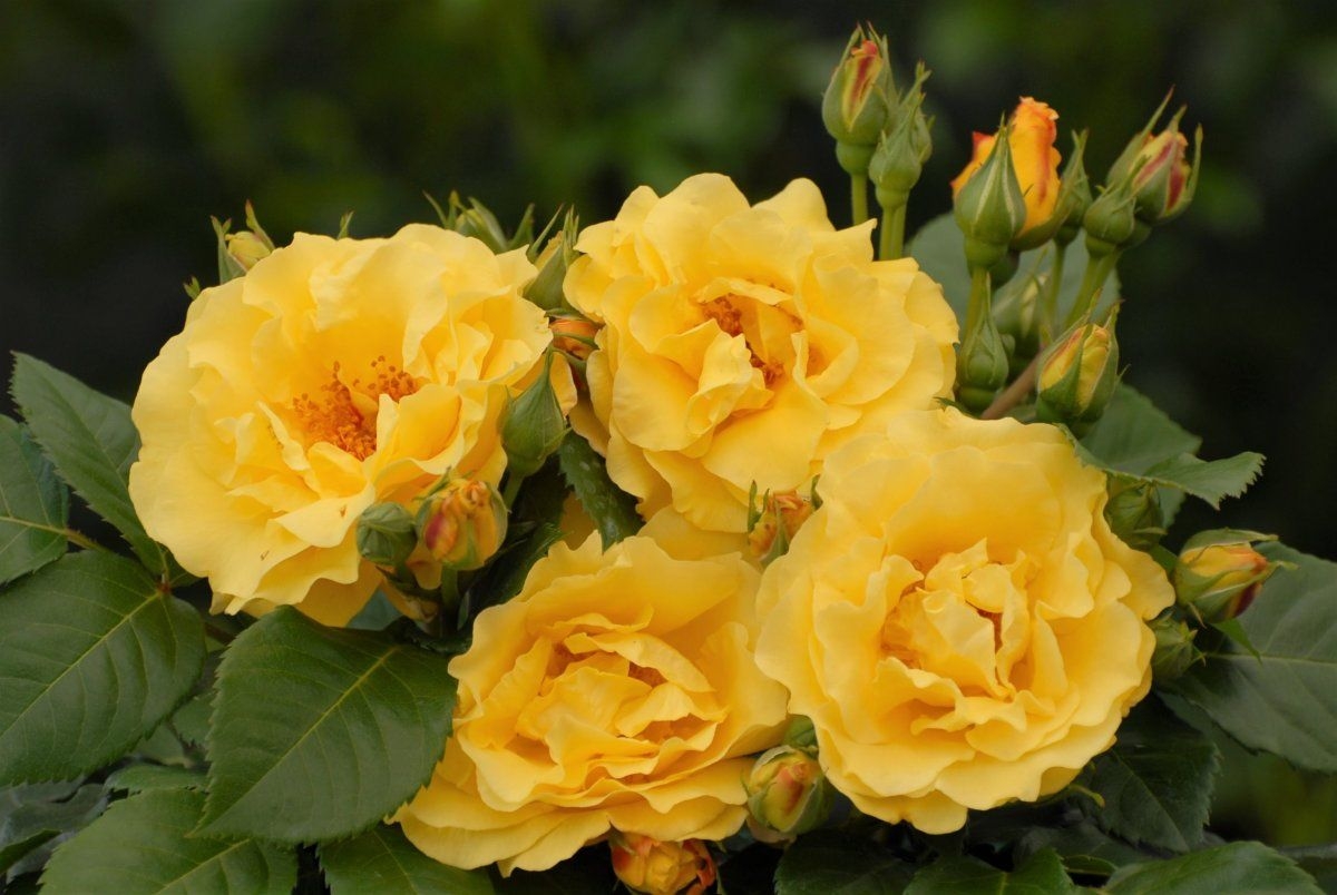 Роза Лихткенигин Лючия 3