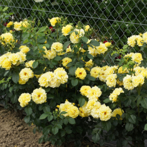 Роза Лихткенигин Лючия