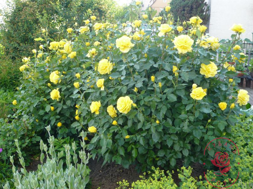 Роза Лихткенигин Лючия 6