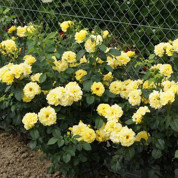 Роза Лихткенигин Лючия