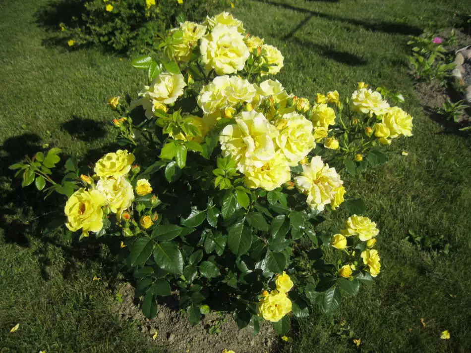 Роза Лихткенигин Лючия 5