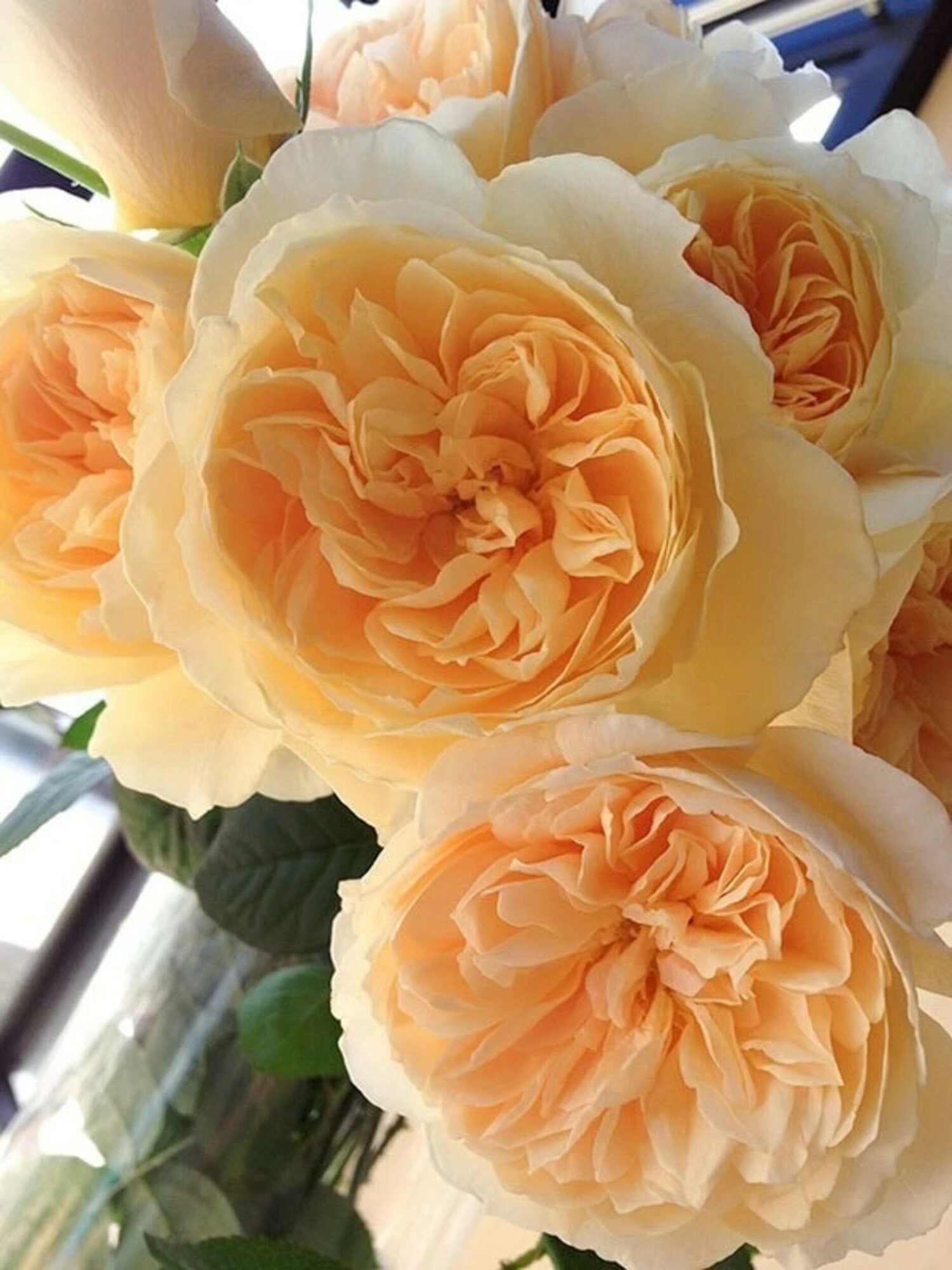 Роза Ликухоталу 2