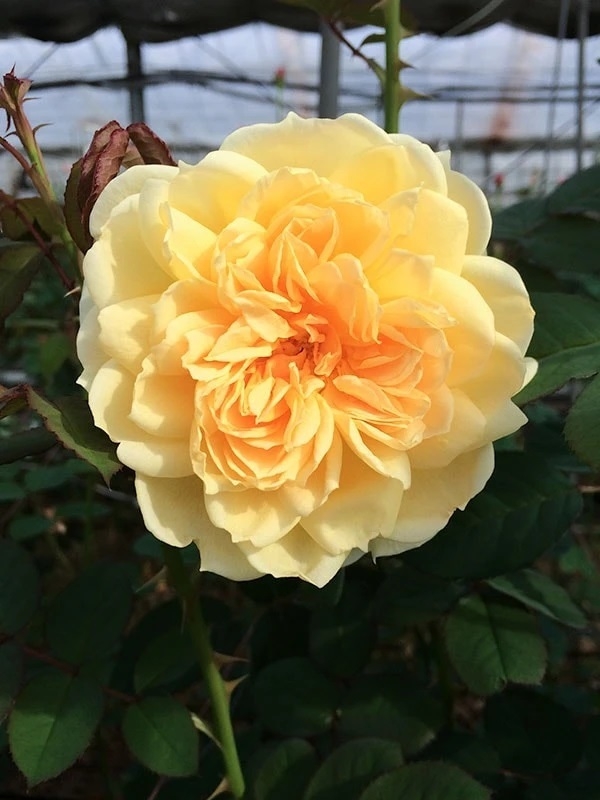 Роза Ликухоталу 3