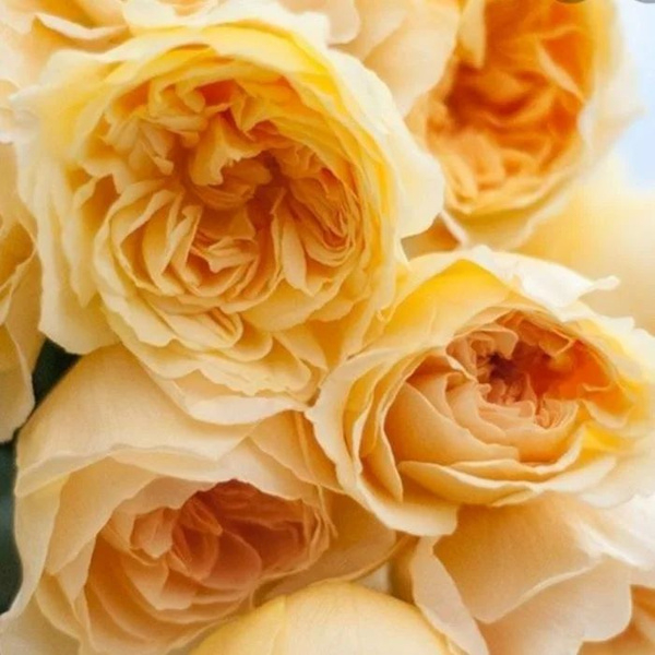 Роза Ликухоталу 4