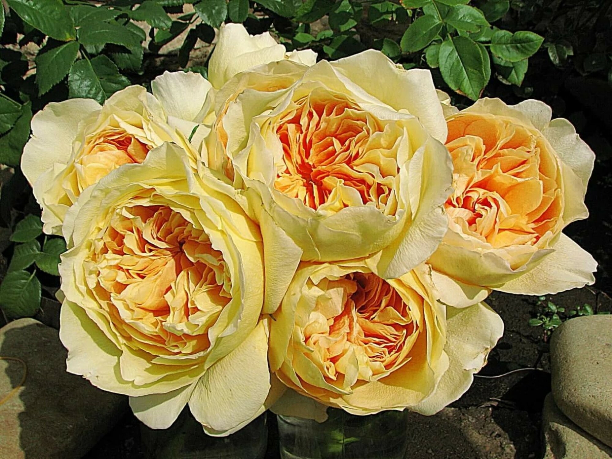 Роза Ликухоталу 5