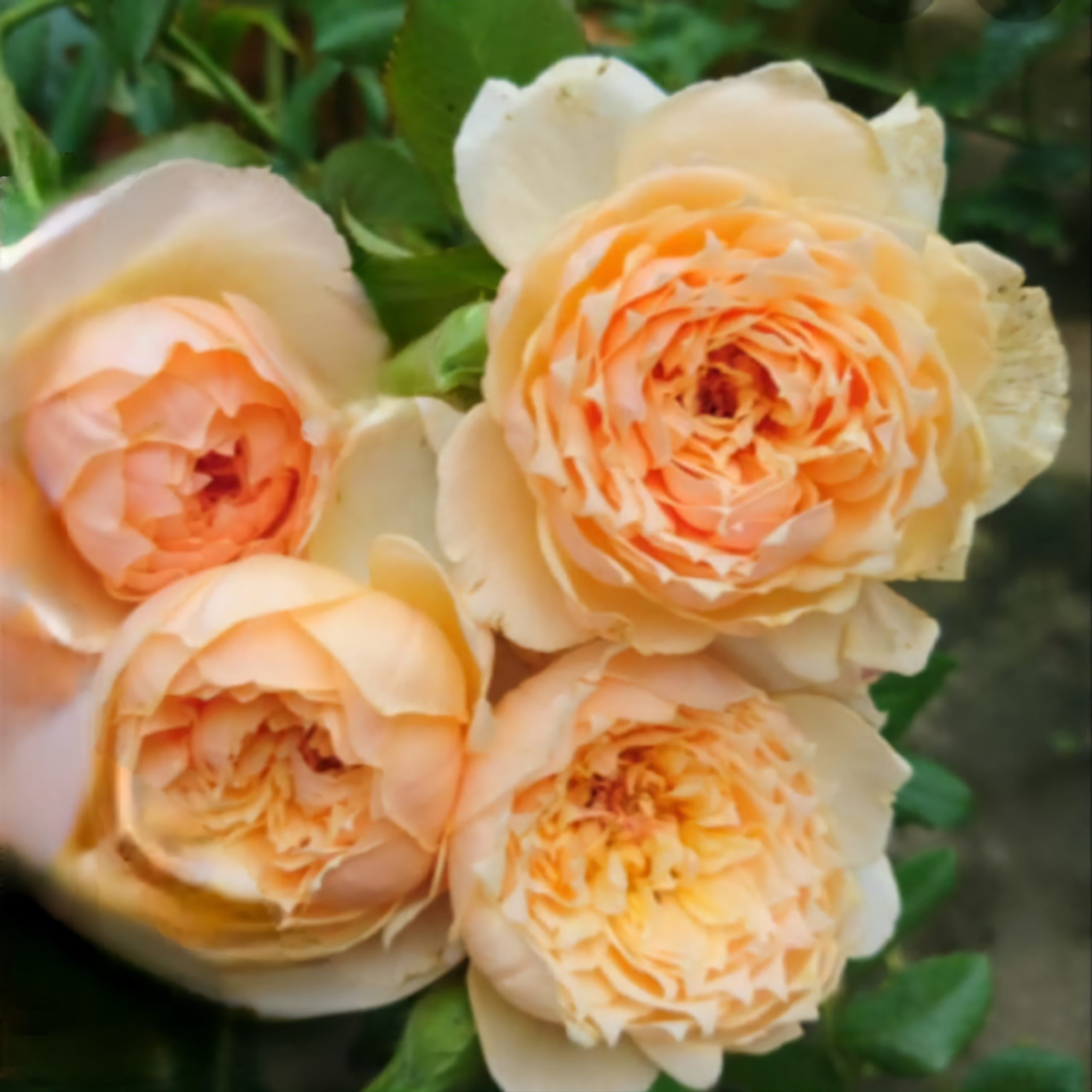 Роза Ликухоталу 7