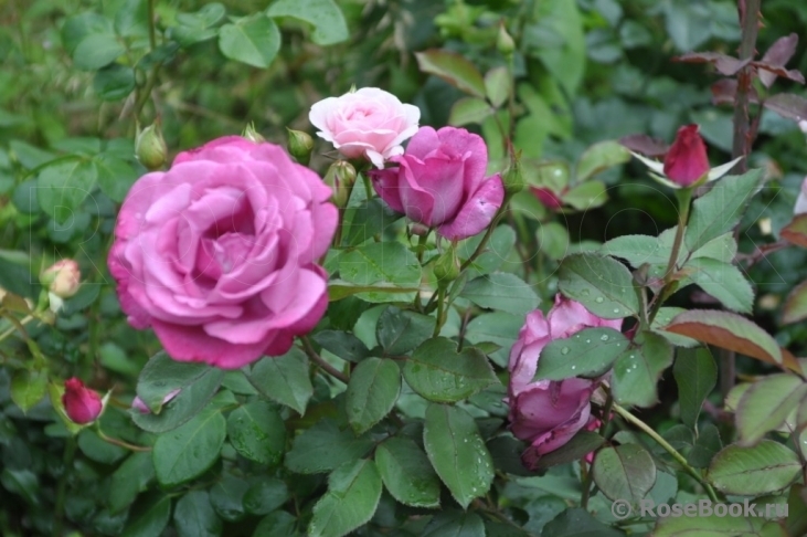 Роза Лила Вандер 2