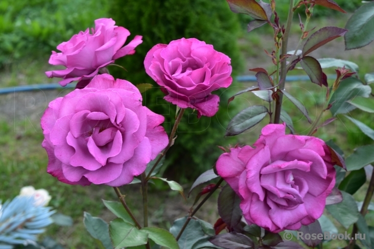 Роза Лила Вандер 3