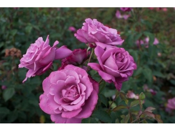 Роза Лила Вандер