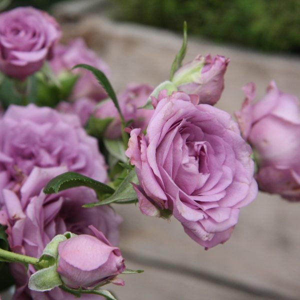 Роза Лилак Топаз 3