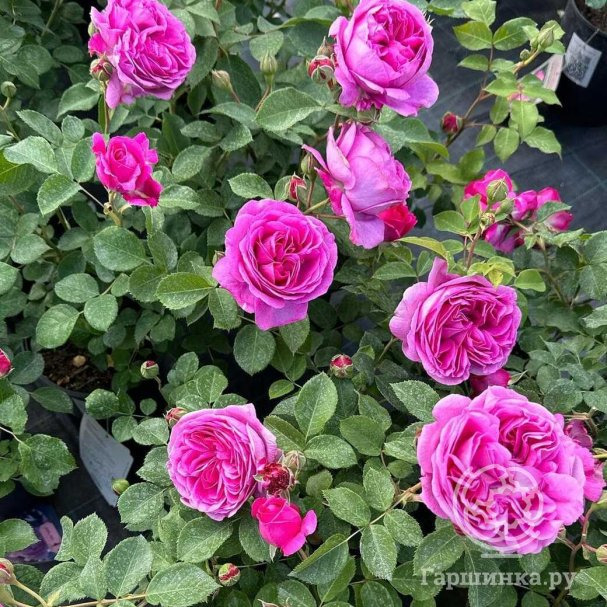 Роза Лилак Топаз 4