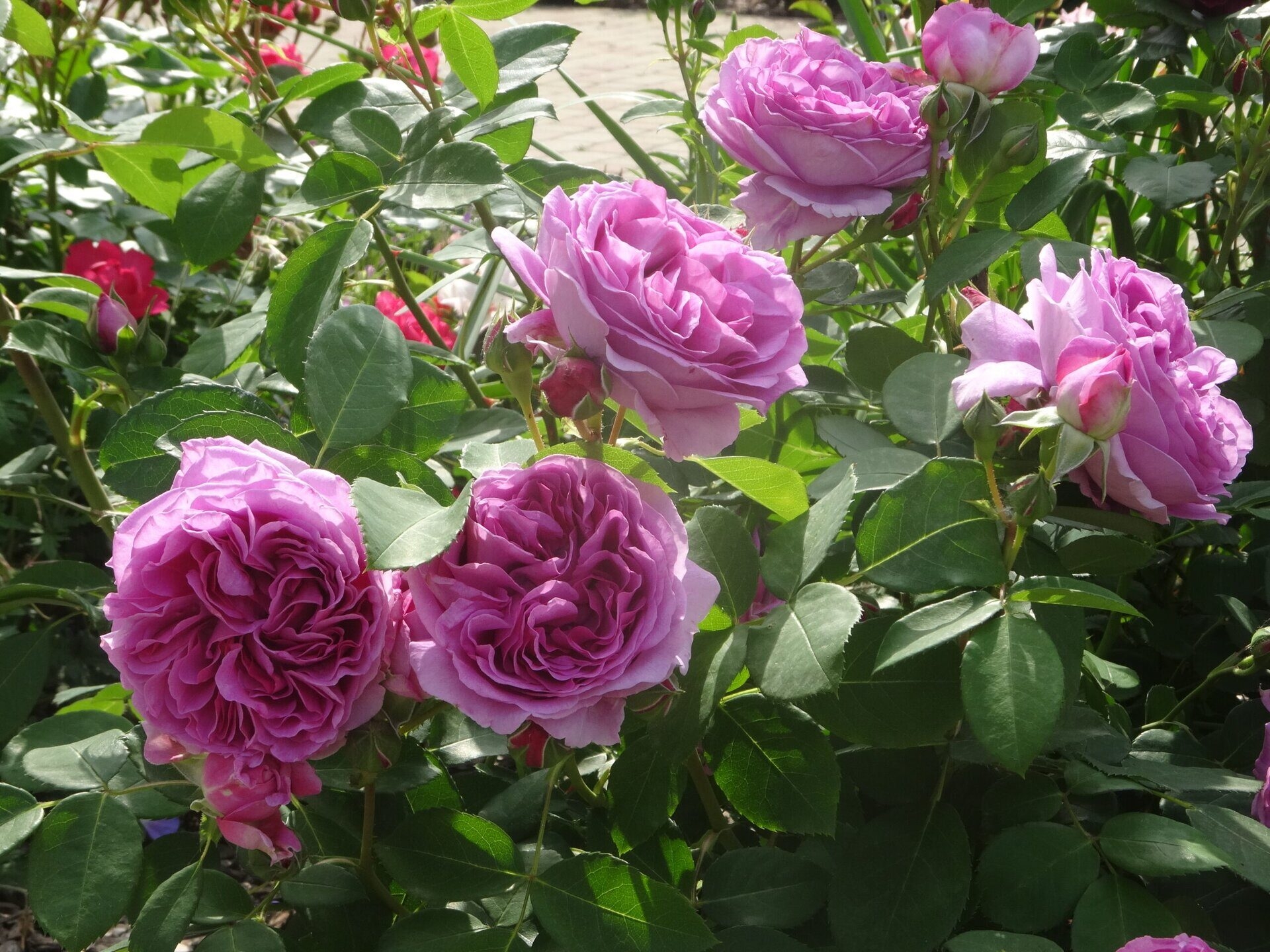 Роза Лилак Топаз 5