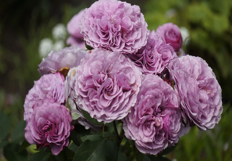 Роза Лилак Топаз 6